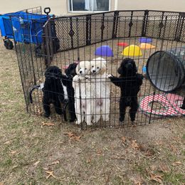 Kerry Blue Terrier and Poodle Puppies from Thelmarys Hernandez