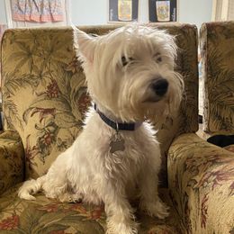 Daisy - West Highland White Terrier