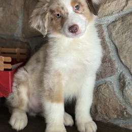 RMM4 - Red merle Australian Shepherd puppy in Chehalis, Washington from Wandering Acres Ranch