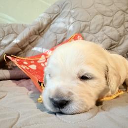 Sparkle snap - Light golden male Golden Retriever puppy in Gainesville, Florida from Heart and Soul Dog Breeding, Inc.