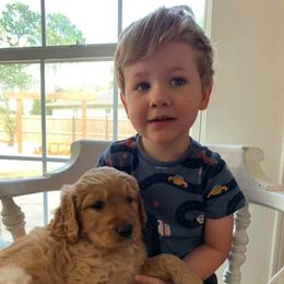 Goldendoodle Puppies from Gardenia Goldens and Goldendoodles
