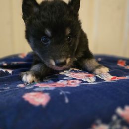 Black and tan girl - Black tan and white female Siberian Husky puppy in East Otto, New York from Howling Huskies