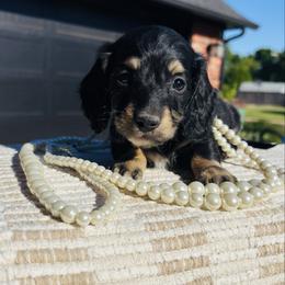 Xander - Black and cream male Dachshund puppy in Altus, Oklahoma from Johnson Prairie Pups