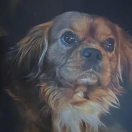 Rusty - Cavalier King Charles Spaniel