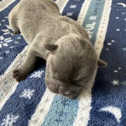 French Bulldog Puppies from Anthony Hynes