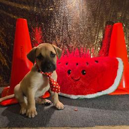 Fawn male - Fawn male Mastiff puppy in Racine, Wisconsin from FrontlineK9 Boarding & Training LLC