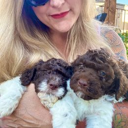 Lagotto Romagnolo Puppies from Anna’s Lagottos