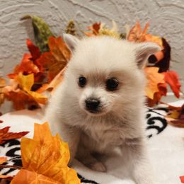 Pipper the mighty white princess - Tri-color female Pomsky puppy in Modesto, California from SelfiePoms