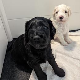 Gus (Henri) - Black Goldendoodle puppy in Stella, North Carolina from Jes & Matt's Goldendoodles