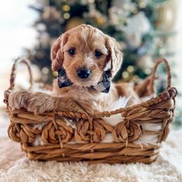 Papa Elf - Apricot male Goldendoodle puppy in Provo, Utah from GoldenDoodle Express