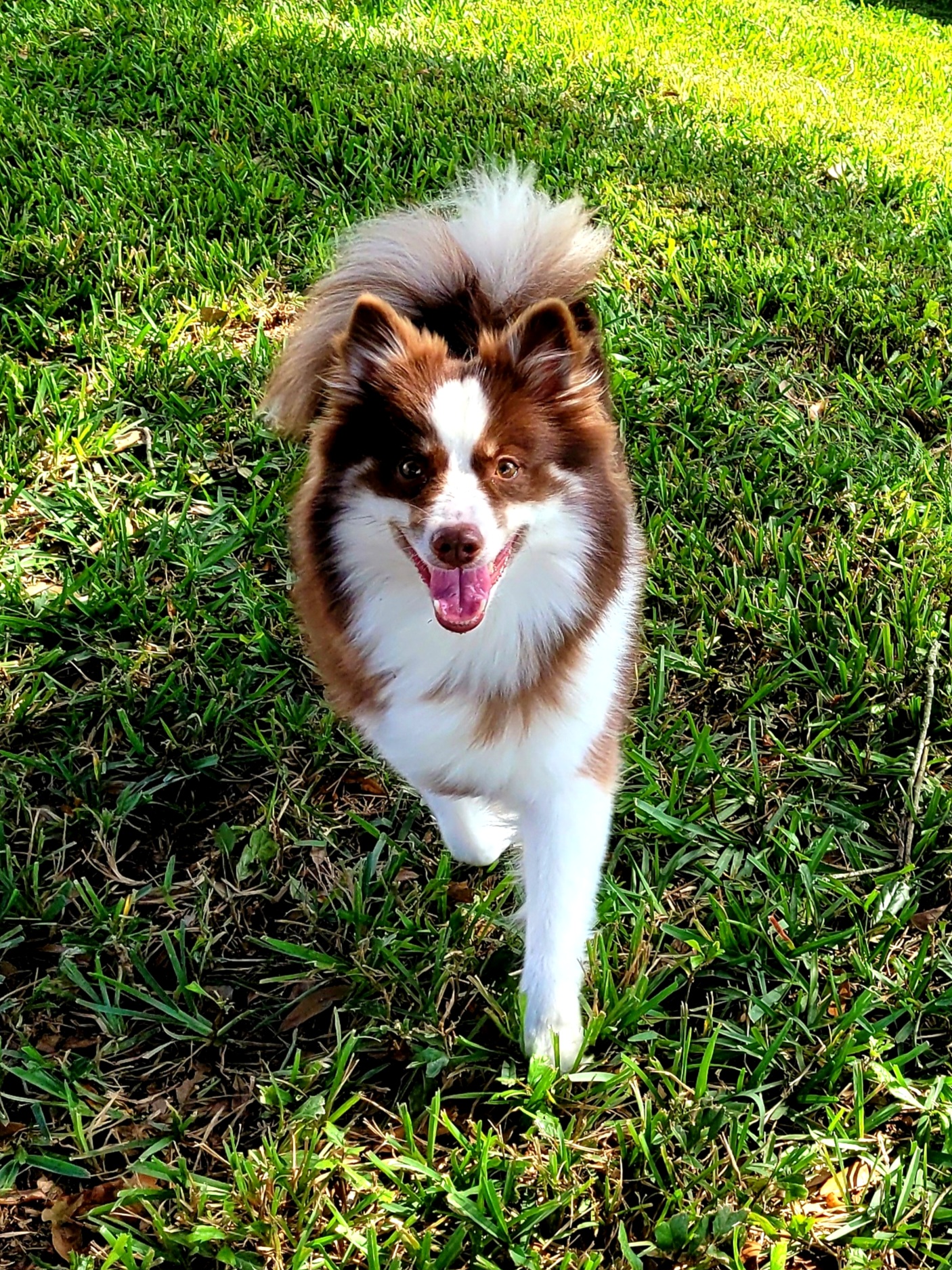 Skyla - Icelandic Sheepdog