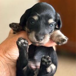 Black and Cream Female - Black and cream female Dachshund puppy in Medina, Ohio from STORIED DOXIES