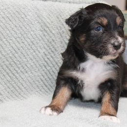Australian Shepherd Puppies from Narita Farms Aussies
