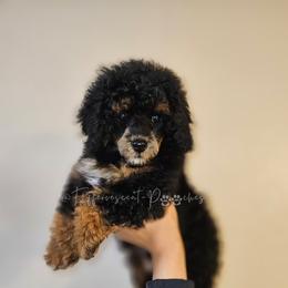 BabyGirl - Phantom female Poodle puppy in Coolidge, Arizona from Effervescent-Pooches