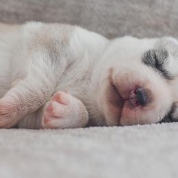 Siberian Husky Puppies from North River Siberians