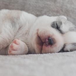 Siberian Husky Puppies from North River Siberians