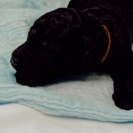 Poodle Puppies from Simplicity Poodles