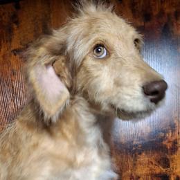 Vivienne - Red female Aussiedoodle puppy in Grand Saline, Texas from Aussies Acre