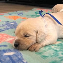 Golden Retriever Puppies from High Sierra Goldens