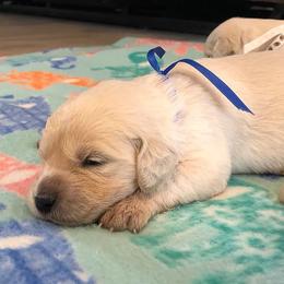 Golden Retriever Puppies from High Sierra Goldens
