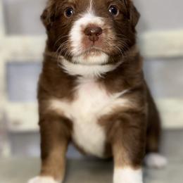 Cinnamon RTF - female Miniature Australian Shepherd puppy in Minden, Louisiana from Ironwood Creek
