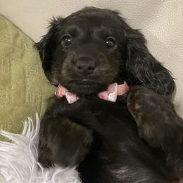 Dachshund Puppies from Meyerhaus (Weenie-Corn Ranch)