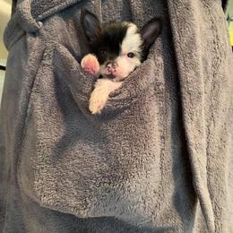 Chinese Crested Puppies from Jewels Chinese Cresteds