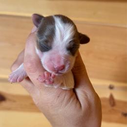Jesse - 1800 - full fluffy - Red female Pembroke Welsh Corgi puppy in Rozet, Wyoming from Hayday Ranch Corgis