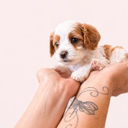 Basil - Red female Cavapoo puppy in Beech Island, South Carolina from New Moon Farm Canines