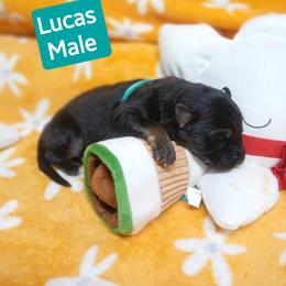 Lucas Aqua Collar - Black and red male German Shepherd puppy in Bedias, Texas from TiPi S Ranch's German Shepherds