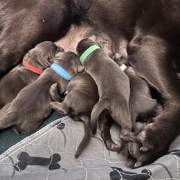 Orange collar - Chocolate male Labrador Retriever puppy in Ocala, Florida from SoFlo Labradors