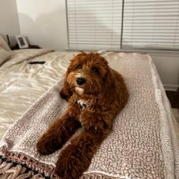 Addy - Goldendoodle