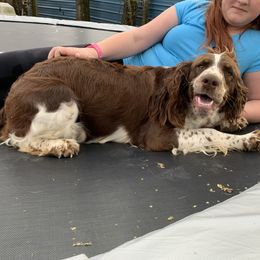 Mayvis - English Springer Spaniel