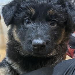 German Shepherd Puppies from Circle Oaks Shepherds