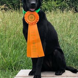 Labrador Retriever All Grown Up from Kicking Bird Gun Dogs
