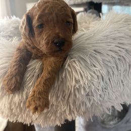 Miniature Schnauzer, Poodle, and Yorkshire Terrier Puppies from Copper Rose Farm
