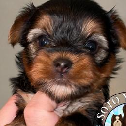 Gracie - Black and tan female Yorkshire Terrier puppy in London, Kentucky from Soto Yorkies