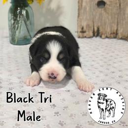 Harlan - Black tri male Miniature Australian Shepherd puppy in Jaroso, Colorado from Heaven Sent Aussies