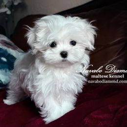 Boy 2 - White male Maltese puppy in Snowville, Utah from Navabo Diamond