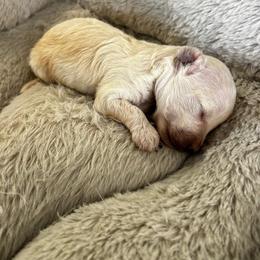 DUKE - Cream male Poodle puppy in Sebring, Florida from Amarilys ShihTzus & Poodles