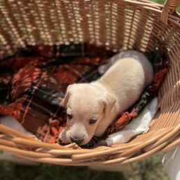 Ember - Cream male Dachshund puppy in Pontotoc, Mississippi from Toddy Kennels