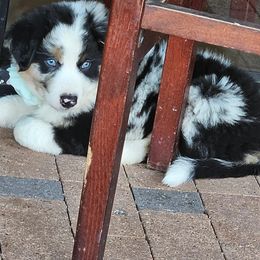 Luci - Blue merle Australian Shepherd puppy in Tomball, Texas from Cali's Australian Shepherds