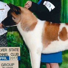 Akita from SunDevil Akitas