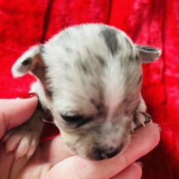 Twinkle - Merle female Chihuahua puppy in Framingham, Massachusetts from Boston Chi Chis