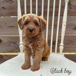 Black boy - Red male Australian Labradoodle puppy in Chelsea, Michigan from Michigan Labradoodles