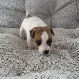 Girl 2 - Tan and white female Jack Russell Terrier puppy in Myersville, Maryland from Brigadoon Farm