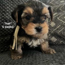 Ivar - Black and tan male Yorkshire Terrier puppy in Forest, Virginia from Majestic Touch Kennels and Pet Services