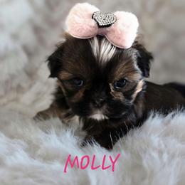 Molly - Tricolor female Shih Tzu puppy in Molino, Florida from First Passion Shih Tzus