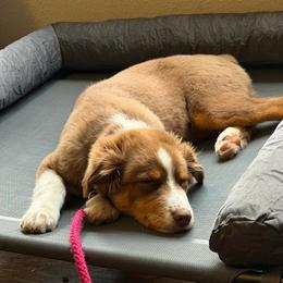 Australian Shepherd puppies from Jo’s Aussies