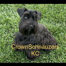 Tiki - Miniature Schnauzer